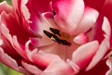 Tulip blooming at Marian's; Lincoln, Nebraska - 758252861