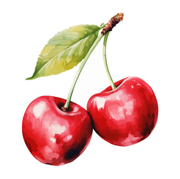 watercolor Painting Vector of two red Cherry, isolated on a white background, Drawing art, Illustration Painting, clipart Graphic.
