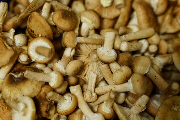Pile of Mushrooms on Table