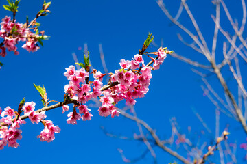 cherry blossom in spring