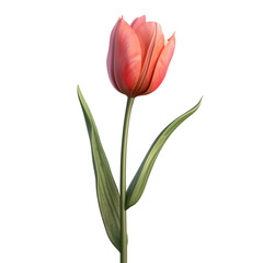Red Tulip, png Transparent Background