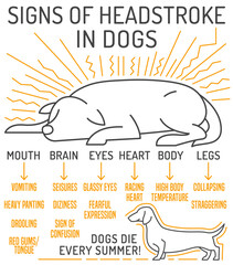 Dog heat stroke symptoms. Medical infographic. Landscape veterinarian poster.
