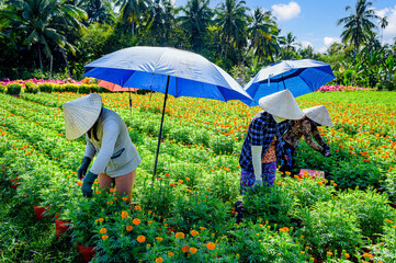 Women are working in the chrysanthemum fields in Cai Mon, Ben Tre province, Vietnam - obrazy, fototapety, plakaty