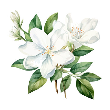 Watercolor Painting clipart of jasmine flowers with leaves, isolated on a white background, Illustration Graphic, Drawing Vector.