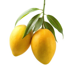 A fresh yellow mango isolated on Transparent background.