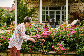 appealing jolly mature woman with short hair using gardening tools on her vibrant pink rosehip