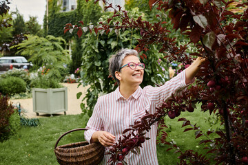 mature good looking merry woman with glasses collecting fruits into straw basket in her garden