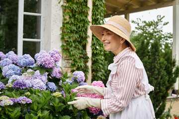 beautiful mature joyful woman in dress and apron taking active care of her vibrant hydrangea