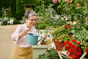 good looking jolly mature woman watering her lively vibrant flowers in her garden in England