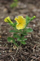 yellow flower on the ground