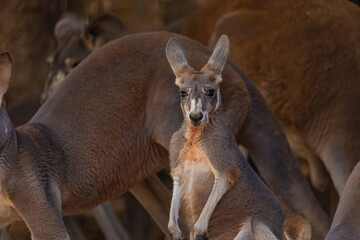 portrait kangaroo in the wild © AlexTow