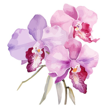 Watercolor Drawing orchid with branch & leaves, isolated on a white background, clipart Illustration & Vector, Graphic art Painting.