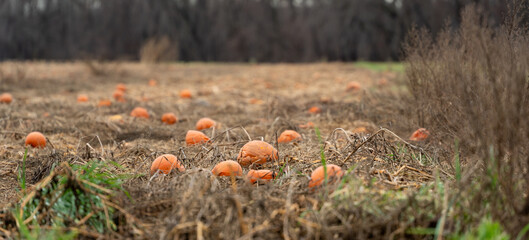 Unharvested Pumpkins lay rotting in the field.
