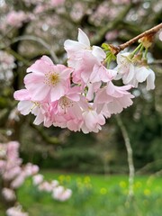 pink cherry blossom in spring