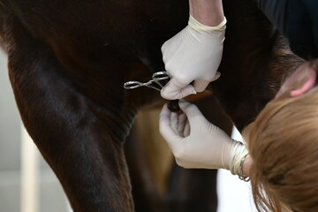 Operative Entfernung eines Karzinoms an der Pferdebrust durch eine Tierärztin