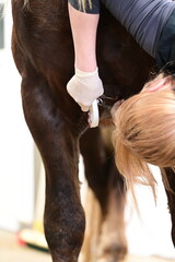 Operative Entfernung eines Karzinoms an der Pferdebrust durch eine Tierärztin