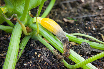 Blossom end rot on yellow courgette (zucchini) plant, UK garden