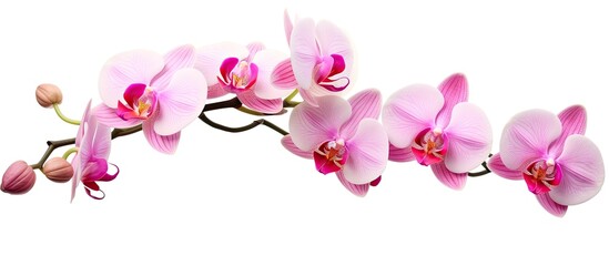 A stunning display of pink orchid flowers on a white background, showcasing the delicate petals and...