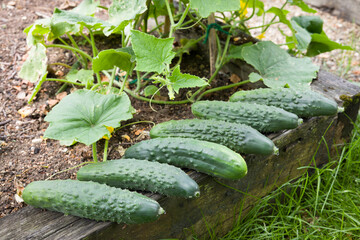 Fresh cucumbers harvested in a garden, UK