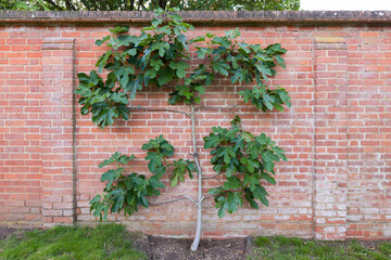 Fig tree growing espalier against a brick wall in an UK garden