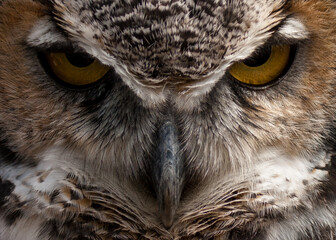 Face on view of a Great Horned Owl with piercing yellow eyes staring directly ahead.