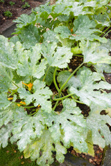 Powdery mildew on leaves of courgette (zucchini) plants, UK