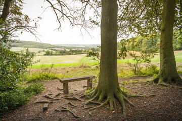 Bench in countryside on edge of forest, Buckinghamshire, UK