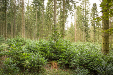 Reforestation. New conifer trees growing in a forest in UK
