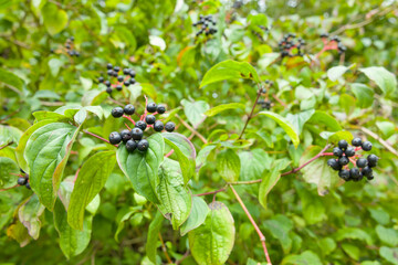 Dogwood tree, detail of berries and leaves in a UK hedgerow