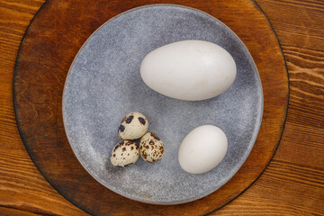 Chicken goose and quail eggs on a gray plate comparison