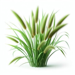 Green cane reed grass isolated on a white background  