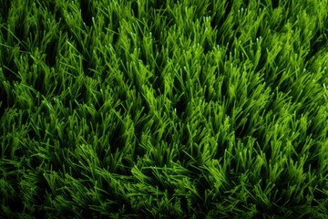 Fototapeta na wymiar an image of a grass green background