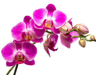 Obraz premium Rosa Orchideen isoliert auf weißen Hintergrund, Freisteller