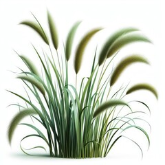 Green cane reed grass isolated on a white background  