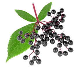 European black elderberry fruit - fresh berries of Sambucus with green leaves isolated on a white background. View from above. - 758269647
