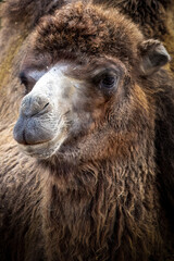 Close-up portrait of a camel