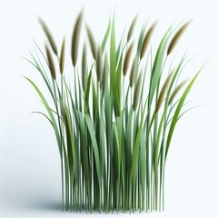 Fototapeta premium Green cane reed grass isolated on a white background 