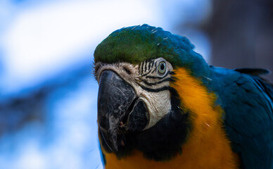 Authentic blue-and-yellow macaw (Ara ararauna). Head close up. Tropical bird.