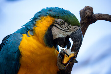 Authentic blue-and-yellow macaw (Ara ararauna). Head close up. Tropical bird.