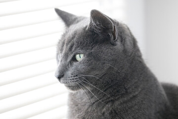 russian blue cat looking through the window, portrait  - 758271407