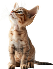 Playful Sphinx kitten - Transparent background, Cut out