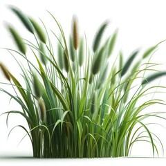 Fototapeta premium Green cane reed grass isolated on a white background 