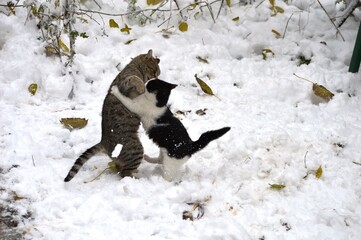 little kitten plays with mom in the snow
