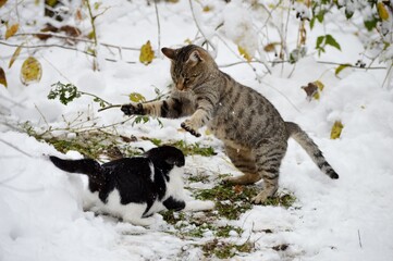 little kitten plays with mom in the snow