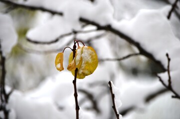 yellow leaves in the snow