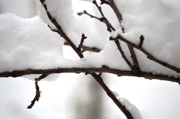 snow on a branch in winter