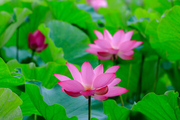 Vivid pink lotus blooms surrounded by green leaves with distinct reticulate veins in an early morning of June at an ecological pond of New Taipei Metro Hydrophilic Park, northern Taiwan.