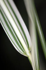 Grass Arundo donax - Narrow depth of field - close-up