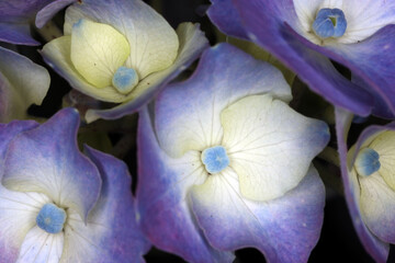Hydrangea flower - details of stamens and pistil - close-up - obrazy, fototapety, plakaty