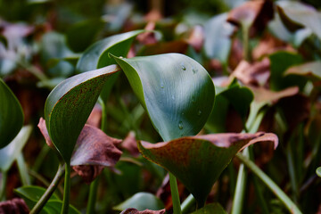 Planta de Café